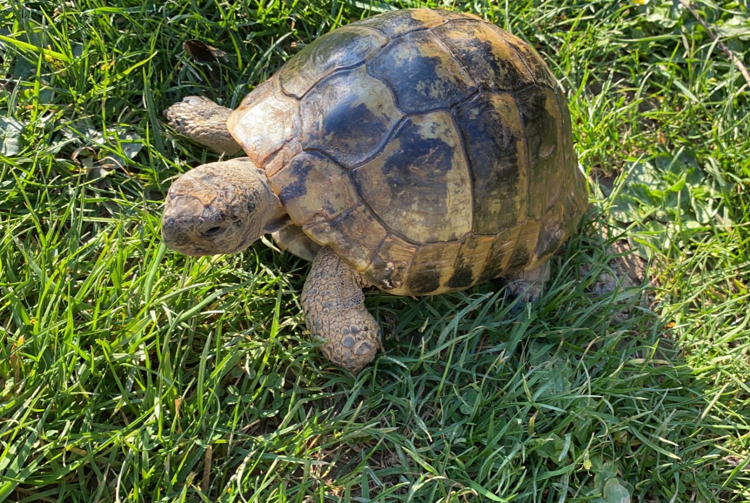 Alerta desaparecimento Tartaruga Macho , 2025 anos Cesson-Sévigné France