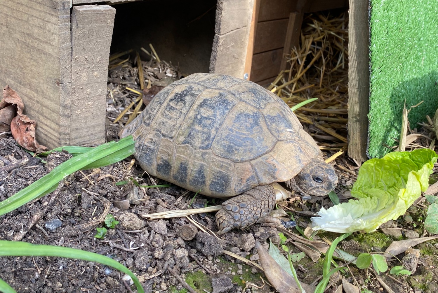 Alerta desaparecimento Tartaruga Macho , 2025 anos Cesson-Sévigné France