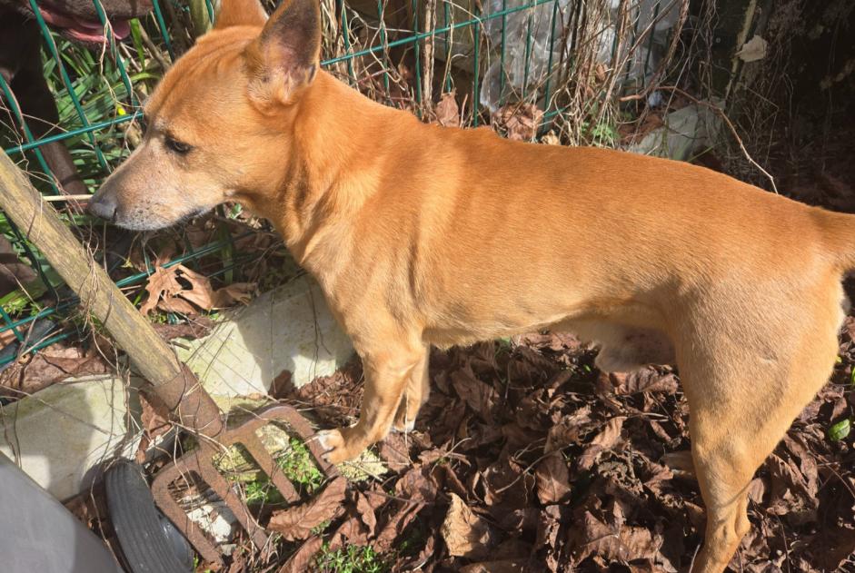 Alerta descoberta Cão Macho Gellainville France