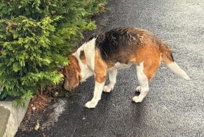 Alerta descoberta Cão  Macho Lyon France