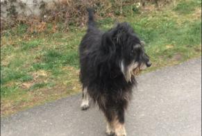 Alerta descoberta Cão cruzamento Macho , 7 anos Saint-Jean-Soleymieux France