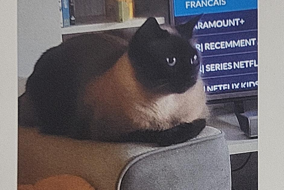 Alerta desaparecimento Gato  Macho , 4 anos Drancy France