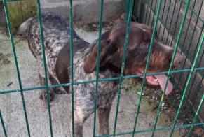 Alerta descoberta Cão Desconhecido Mervans France